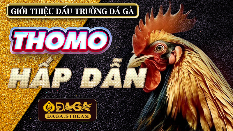 Giới thiệu đấu trường đá gà Thomo hấp dẫn