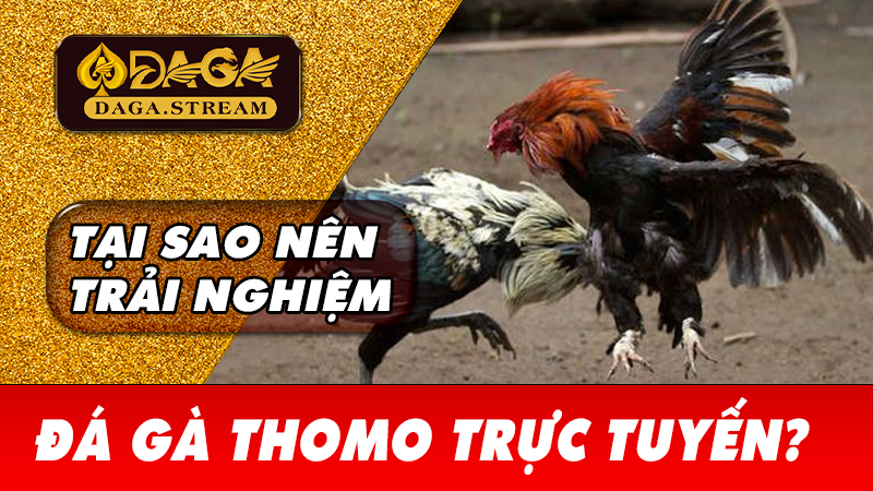 Tại sao nên trải nghiệm đá gà Thomo trực tuyến?