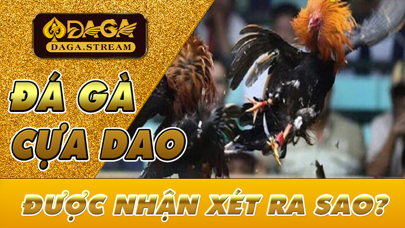 Đá gà cựa dao được nhận xét ra sao?
