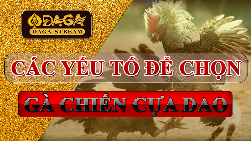 Các yếu tố để chọn gà chiến cựa dao