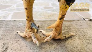 Các loại cựa gà đẹp