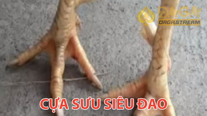 Cựa gà đẹp sưu siêu đao