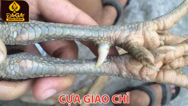 Cựa gà giao chỉ