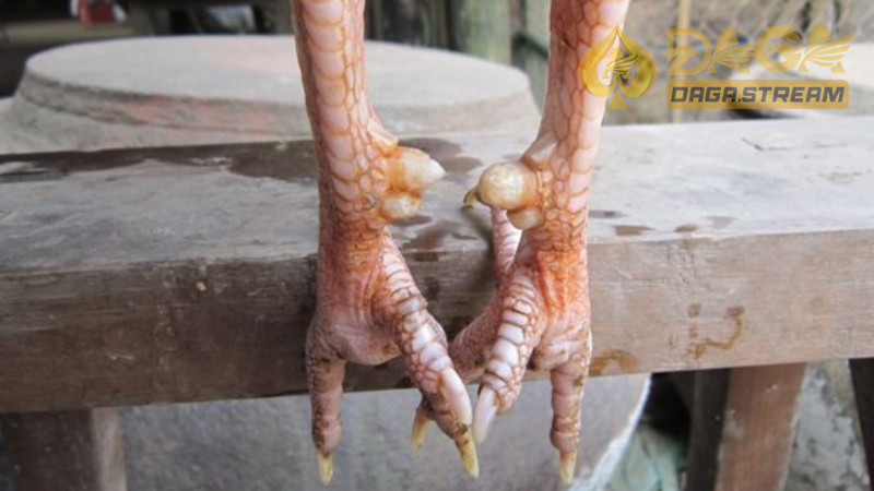 Cựa gà lục đinh