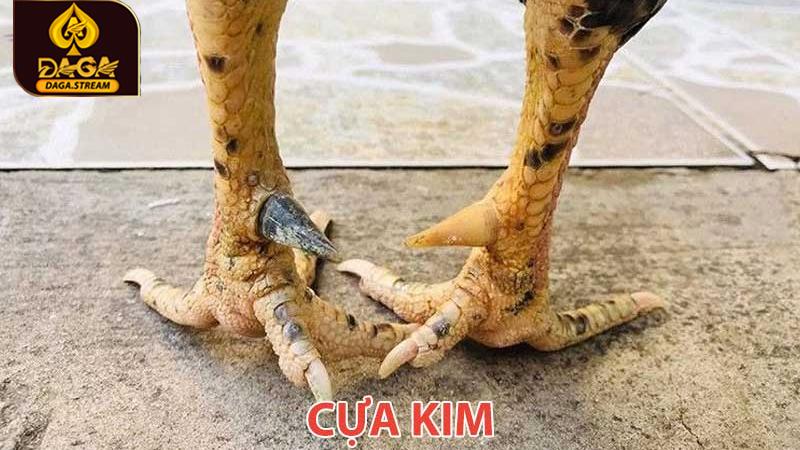 Cựa gà kim