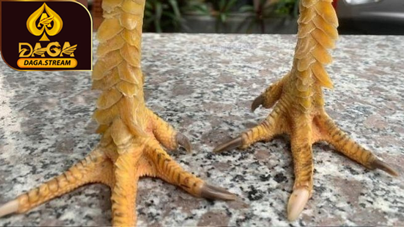 Vảy gà ngũ quỷ