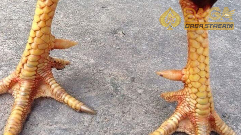 Vảy tam tài huyền trân