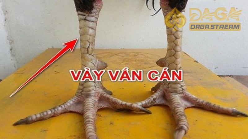 Vảy quý vấn cán