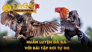 Huấn luyện gà chọi hẫng chân rơi tự do