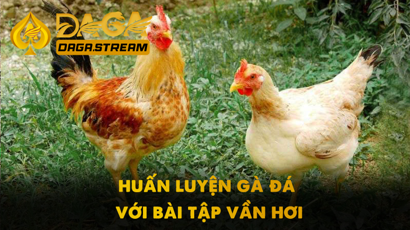 Cách huấn luyện gà đá với bài tập vần hơi