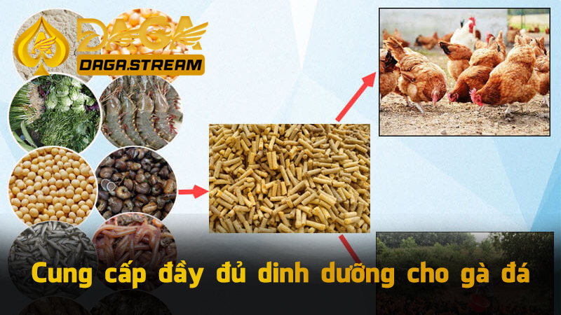 Cung cấp đầy đủ dinh dưỡng cho gà đá
