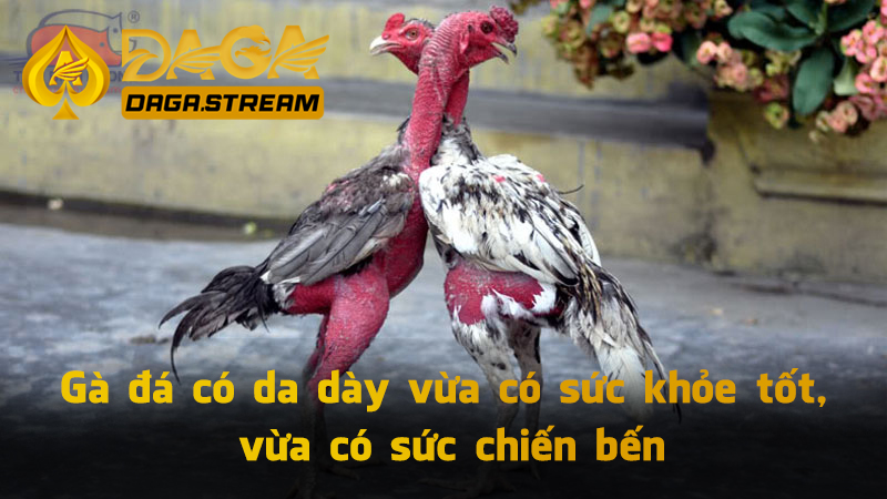 Gà đá có da dày vừa có sức khỏe tốt, vừa có sức chiến bến