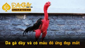 Da gà dày và có màu đỏ ửng đẹp mắt
