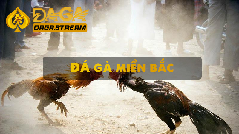 Tại sao lại có luật đá gà miền Bắc?