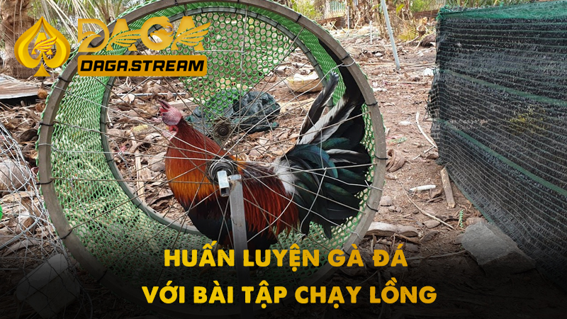 Cách huấn luyện gà đá với bài tập chạy lồng