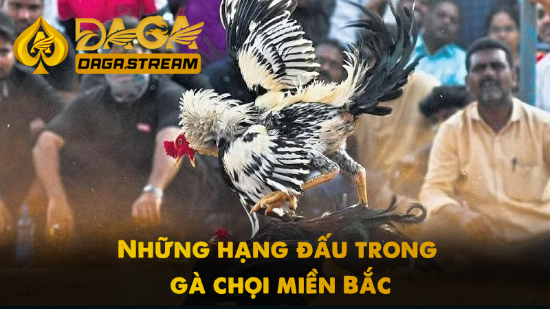 Những hạng đấu trong gà chọi miền Bắc