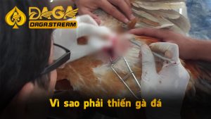 Vì sao phải học cách thiến gà đá