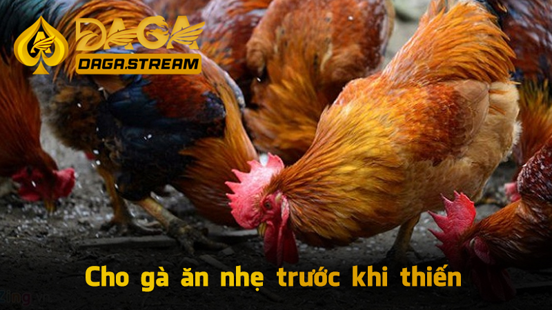 Cho gà ăn nhẹ trước khi thiến