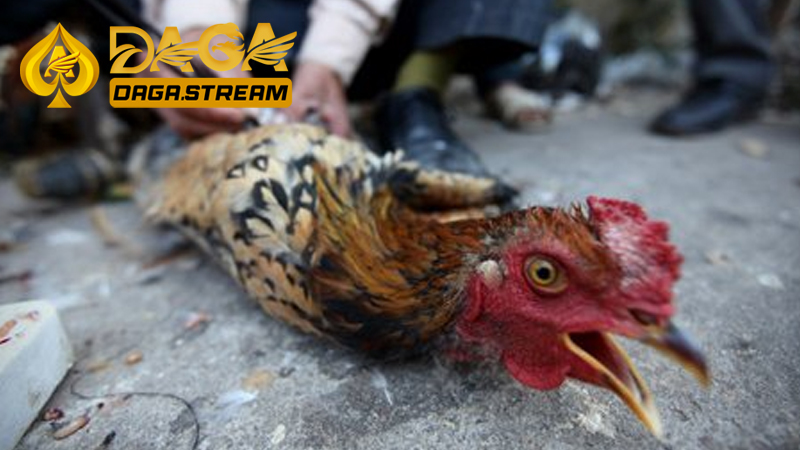 Hướng dẫn cách thiến gà ở bụng